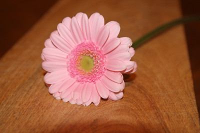 Einzelne Blume auf Holztisch
